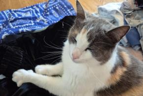 Vermisstmeldung Katze Weiblich , 2 jahre Pleigne Schweiz