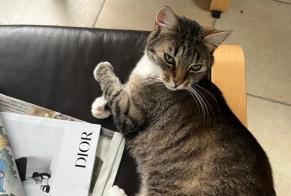 Vermisstmeldung Katze Weiblich , 10 jahre Delémont Schweiz