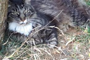 Disappearance alert Cat  Male , 14 years La Grange des Champs Belgium