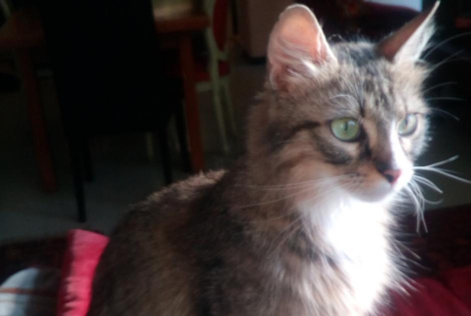 Disappearance alert Cat Female , 7 years Reims France