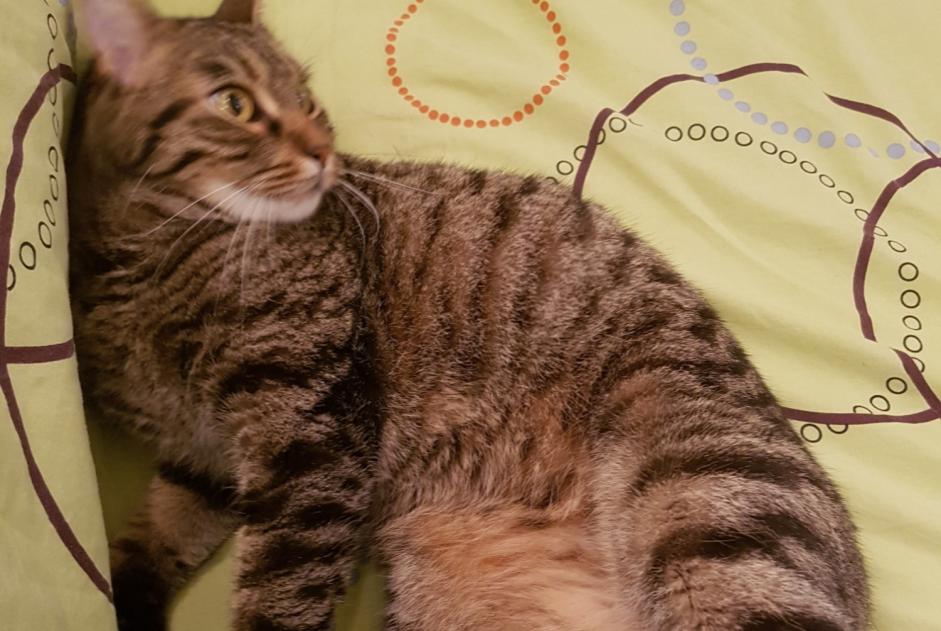 Disappearance alert Cat  Male , 12 years Périgny France