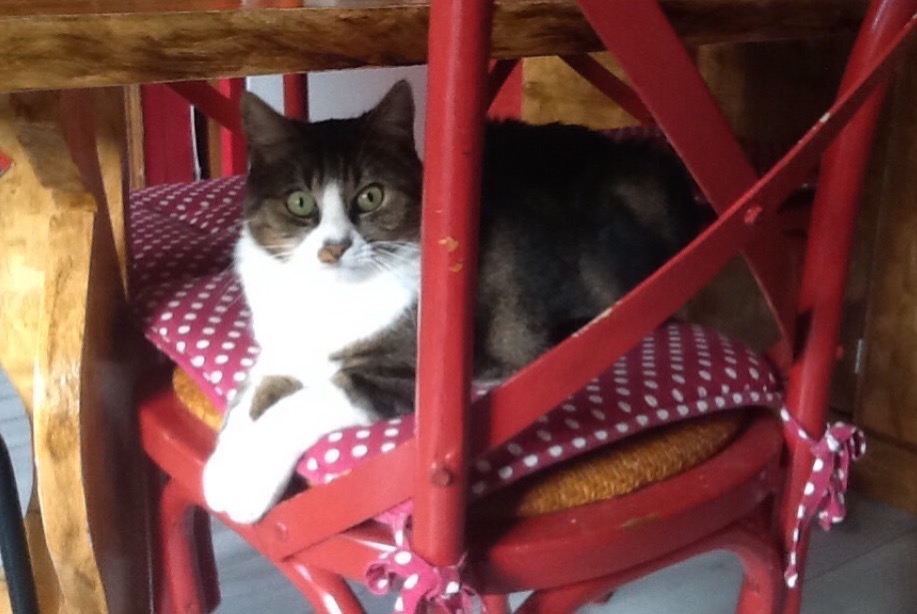 Disappearance alert Cat  Male , 11 years Ligny-le-Châtel France