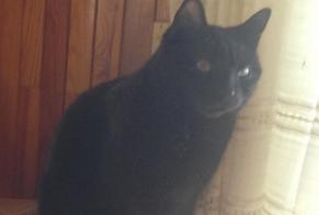 Disappearance alert Cat  Male , 8 years Meillerie France