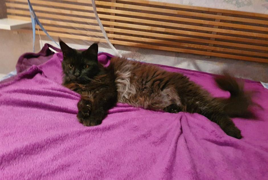 Disappearance alert Cat  Female , 10 years Le Beausset France
