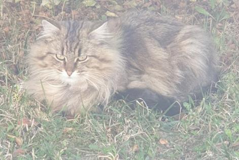 Disappearance alert Cat  Female , 2 years Saint-Martin Switzerland