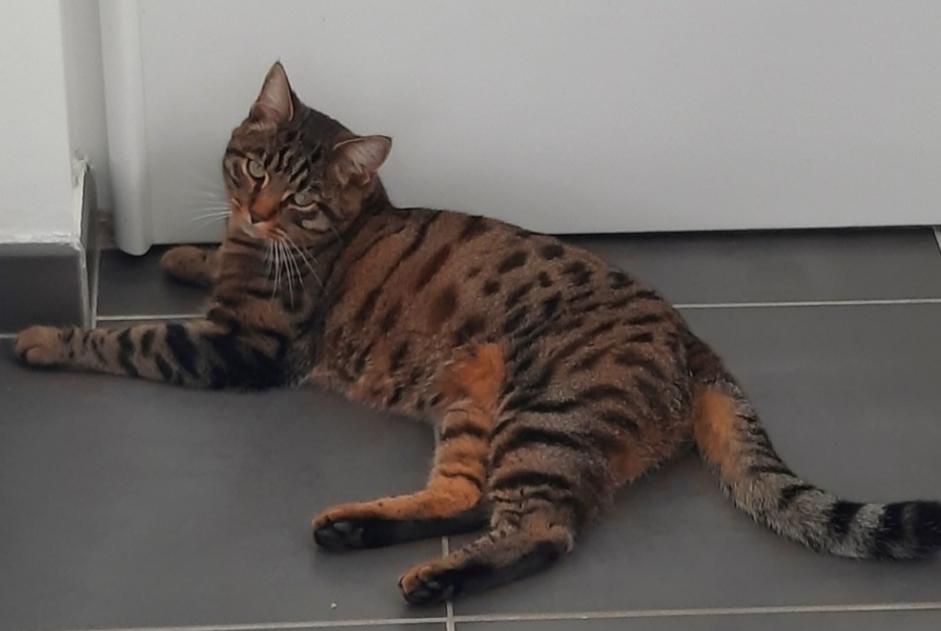 Disappearance alert Cat Male , 4 years Besançon France