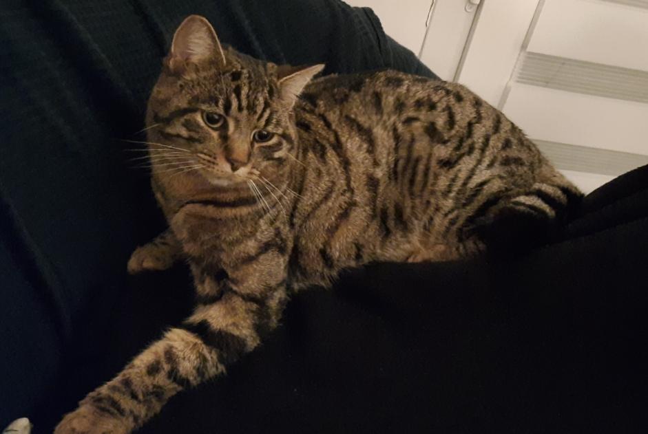 Disappearance alert Cat Male , 4 years Besançon France