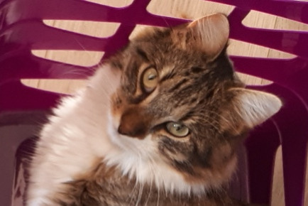 Disappearance alert Cat  Male , 5 years Montbazon France