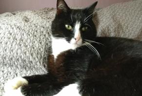 Disappearance alert Cat  Male , 9 years Valherbasse France