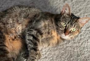 Disappearance alert Cat Female , 9 years Limeil-Brévannes France