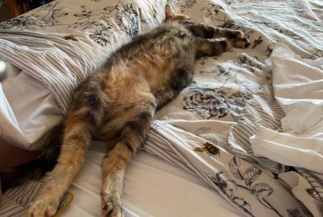 Disappearance alert Cat  Female , 4 years Faye-la-Vineuse France