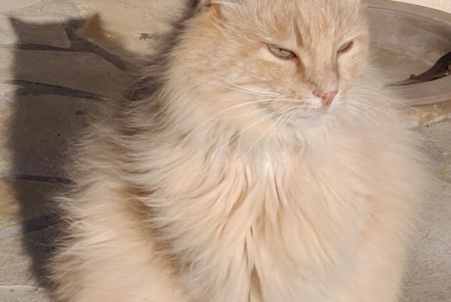 Disappearance alert Cat  Male , 13 years Combaillaux France