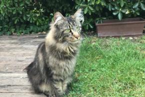 Disappearance alert Cat  Female , 9 years Éragny France