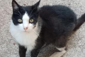 Disappearance alert Cat Female , 16 years Sète France