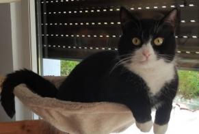 Disappearance alert Cat  Female , 5 years Conty France