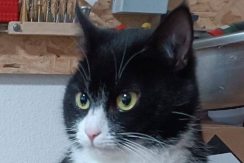 Disappearance alert Cat  Female , 5 years Conty France