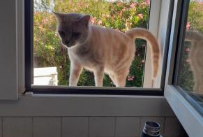 Disappearance alert Cat miscegenation Male , 5 years Béziers France