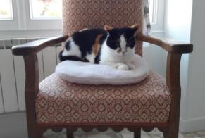 Disappearance alert Cat Female , 7 years Pacy-sur-Eure France