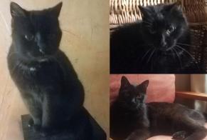 Disappearance alert Cat Female , 16 years Marigny-en-Orxois France