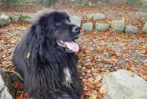 Disappearance alert Dog miscegenation Male , 8 years Herve Belgium