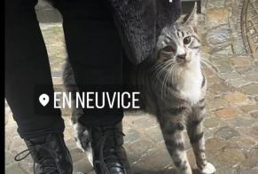 Discovery alert Cat Male Liège Belgium