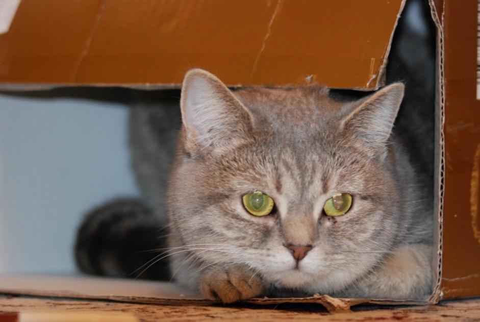 Disappearance alert Cat  Female , 2 years Nyon Switzerland