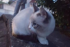 Discovery alert Cat Male Besançon France