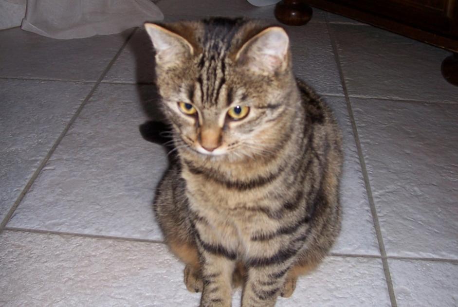 Disappearance alert Cat  Female , 16 years Savonnières France