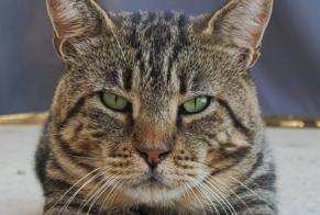 Disappearance alert Cat  Male , 7 years Aspremont France