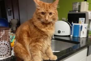 Discovery alert Cat  Male Avenches Switzerland