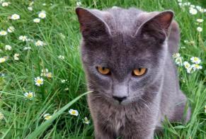 Discovery alert Cat  Female Billère France