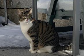 Disappearance alert Cat Female , 2 years Treyvaux Switzerland