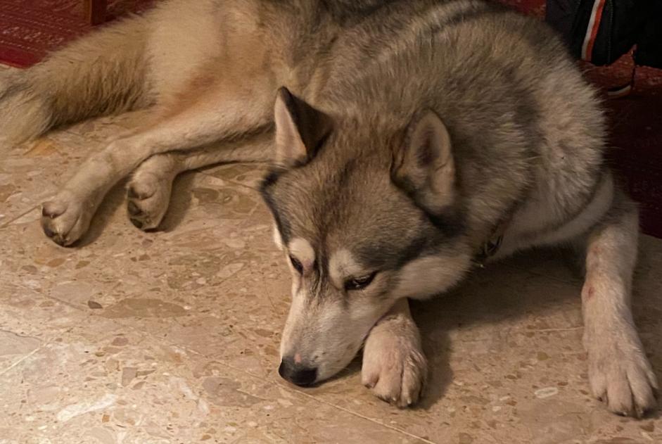 Discovery alert Dog  Male Saint-Loup-des-Vignes France