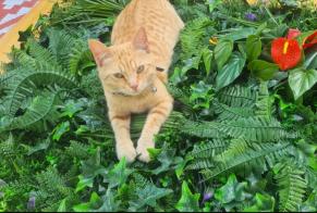 Disappearance alert Cat Male , 2 years Hallennes-lez-Haubourdin France