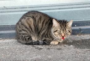 Discovery alert Cat  Unknown Cergy France