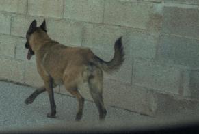 Discovery alert Dog  Unknown Espira-de-l'Agly France