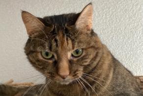 Disappearance alert Cat miscegenation Female , 6 years Troinex Switzerland