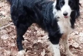 Discovery alert Dog miscegenation Unknown Questembert France