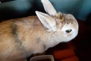 Discovery alert Rabbit Unknown Ranville France
