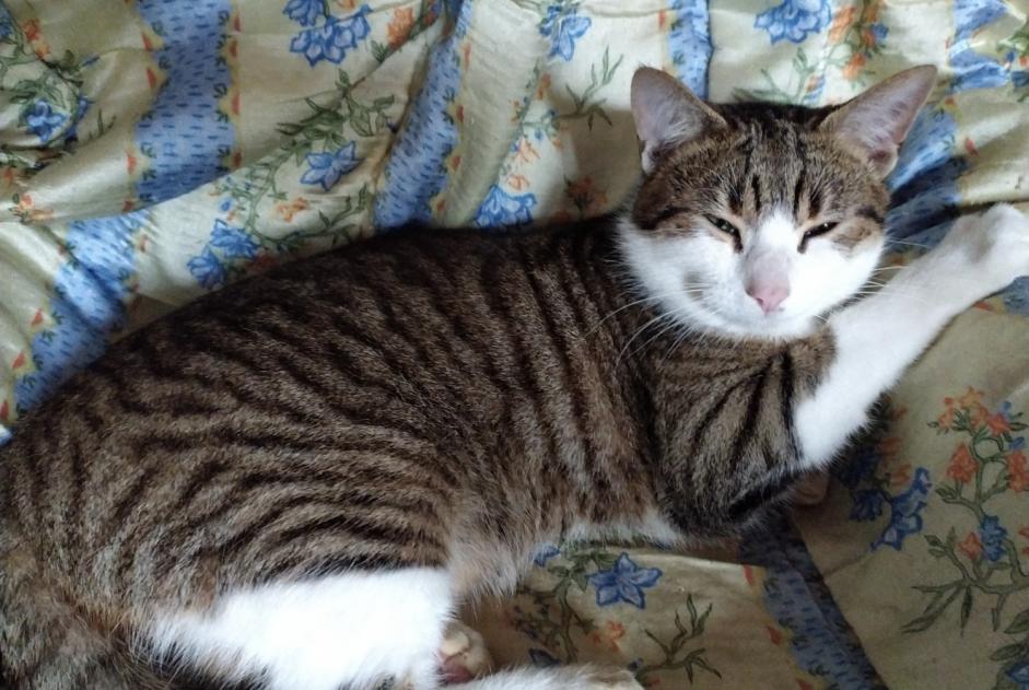 Disappearance alert Cat Male , 1 years Chasseneuil-du-Poitou France