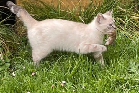 Disappearance alert Cat miscegenation Female , 1 years Gollion Switzerland