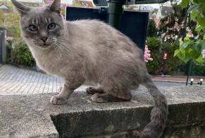 Discovery alert Cat Unknown Le Plessis-Robinson France