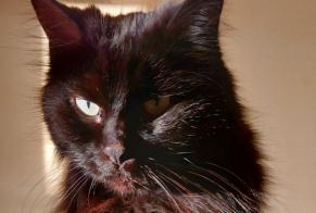Disappearance alert Cat Female , 15 years Valbroye Switzerland