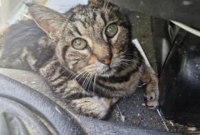 Discovery alert Cat Male La Trinité France