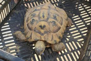 Discovery alert Other Tortue Unknown Frozes France