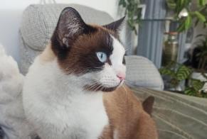 Disappearance alert Cat Female , 3 years Saint-Chaptes France