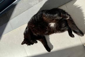 Disappearance alert Cat miscegenation Female , 6 years Amadora Portugal