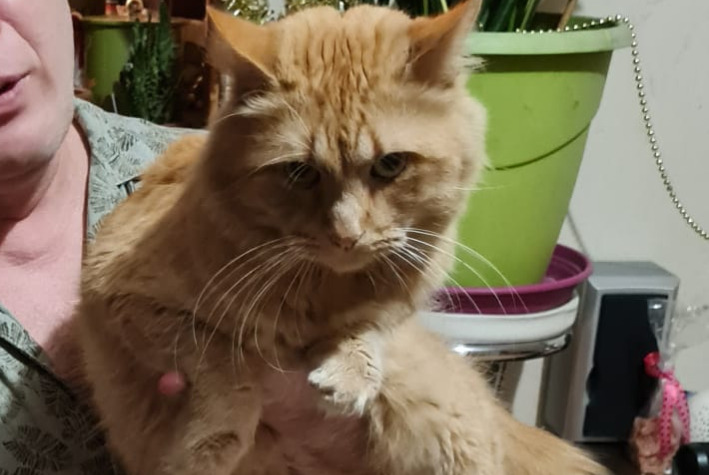 Disappearance alert Cat Male , 3 years La Motte-Servolex France