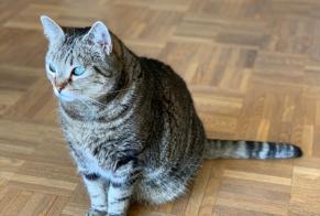 Disappearance alert Cat Female , 9 years Aix-en-Provence France