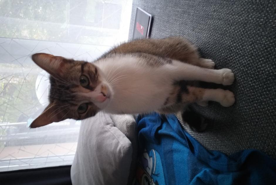 Discovery alert Cat Female , Between 4 and 6 months Clermont-Ferrand France